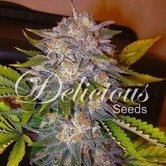 Caramelo (Delicious Seeds) féminisée