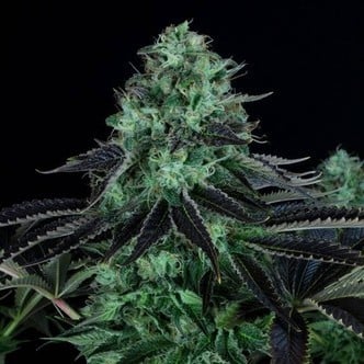 Darkstar Kush (T.H.Seeds) féminisée