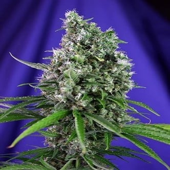 Sweet Trainwreck Auto (Sweet Seeds) féminisée