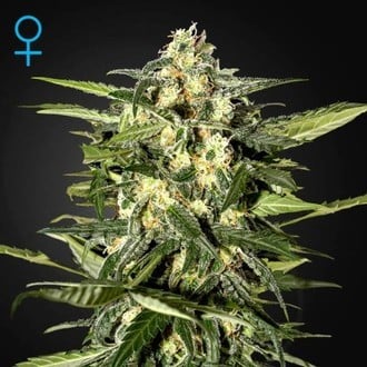 Jack Herer Auto (Greenhouse Seeds) féminisée