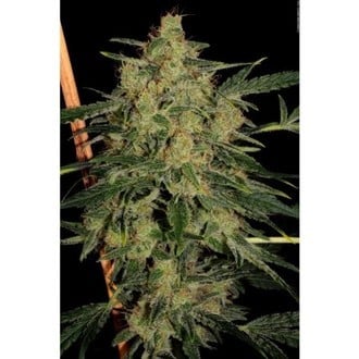 Nebula II CBD (Paradise Seeds) féminisée