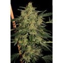 Nebula II CBD (Paradise Seeds) féminisée