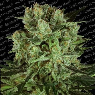 Durga Mata II CBD (Paradise Seeds) féminisée