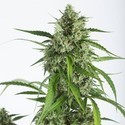 White Widow XXL Autoflowering (Dinafem) féminisée