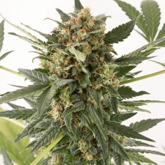 Kush-n-Cheese Autoflowering (Dinafem) féminisée