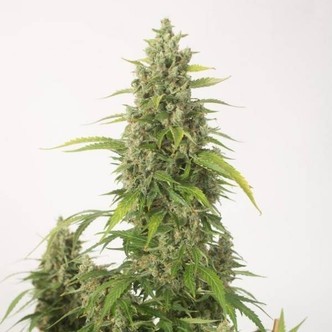 Haze XXL Autoflowering (Dinafem) féminisée