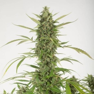 Bubba Kush Autoflowering (Dinafem) féminisée