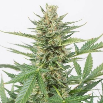 Cheese XXL Autoflowering (Dinafem) féminisée