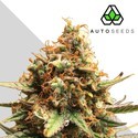 Juicy Lucy (Auto Seeds) féminisée