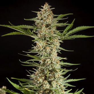 Fraggle Skunk Auto (Philosopher Seeds) féminisée