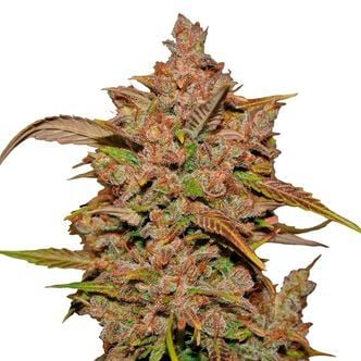 Crystal Meth Auto (FastBuds) féminisée