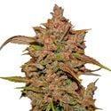Crystal Meth Auto (FastBuds) féminisée