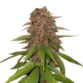 C4 Auto (FastBuds) féminisée