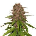 C4 Auto (FastBuds) féminisée