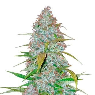 Californian Snow Auto (FastBuds) féminisée