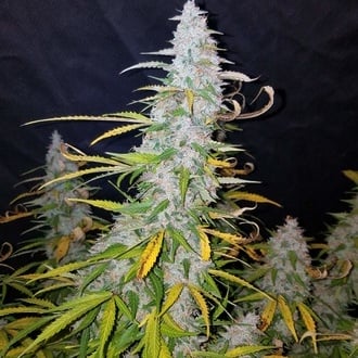 Californian Snow Auto (FastBuds) féminisée