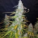 Californian Snow Auto (FastBuds) féminisée