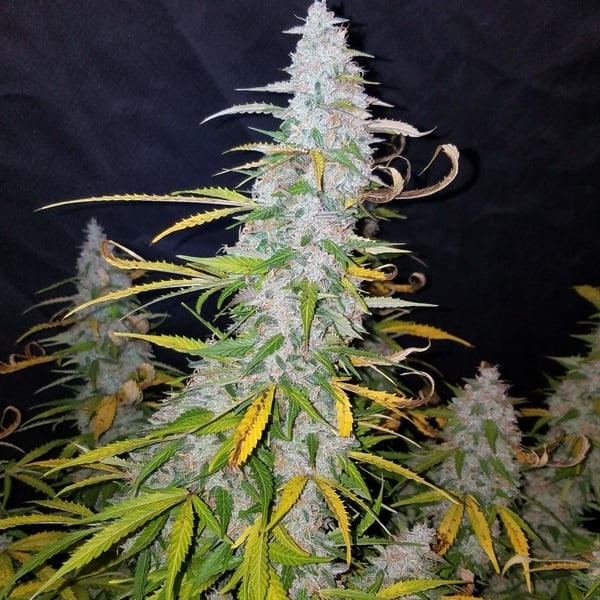 Californian Snow Auto (FastBuds) féminisée