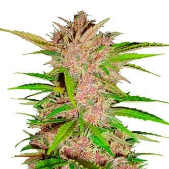 FastBerry Auto (FastBuds) féminisée