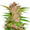 FastBerry Auto (FastBuds) féminisée