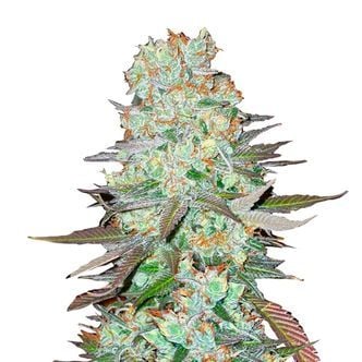 G14 Auto (FastBuds) féminisée