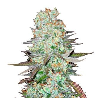 G14 Auto (FastBuds) féminisée