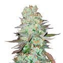 G14 Auto (FastBuds) féminisée