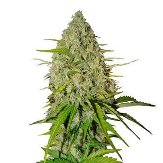 Grapefruit Auto (FastBuds) féminisée