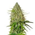 Grapefruit Auto (FastBuds) féminisée