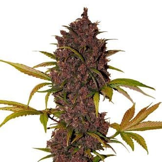 LSD-25 Auto (FastBuds) féminisée
