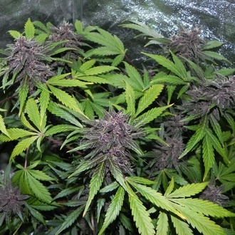 LSD-25 Auto (FastBuds) féminisée