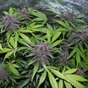 LSD-25 Auto (FastBuds) féminisée