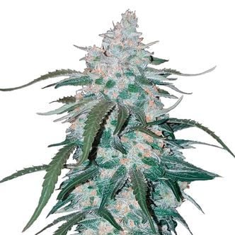 Pineapple Express Auto (FastBuds) féminisée