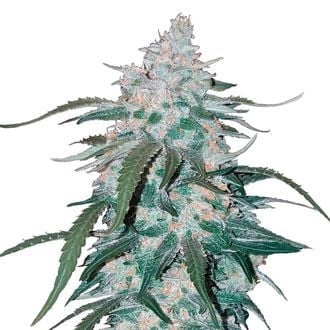 Pineapple Express Auto (FastBuds) féminisée