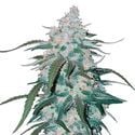 Pineapple Express Auto (FastBuds) féminisée
