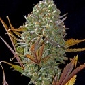 Pineapple Express Auto (FastBuds) féminisée