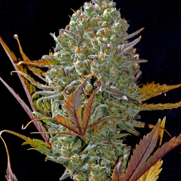 Pineapple Express Auto (FastBuds) féminisée