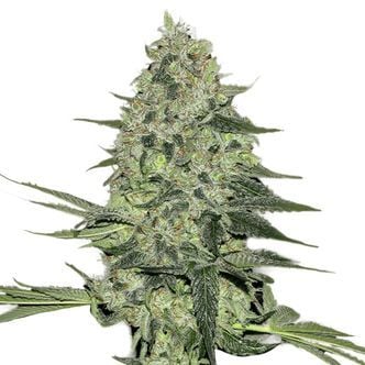Rhino Ryder Auto (FastBuds) féminisée