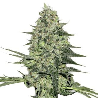 Rhino Ryder Auto (FastBuds) féminisée