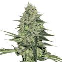 Rhino Ryder Auto (FastBuds) féminisée