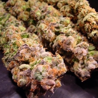 Durga Mata (Paradise Seeds) féminisée