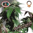 Buddha Kush OG (Big Buddha Seeds) féminisée