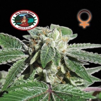 Buddha Kush OG (Big Buddha Seeds) féminisée