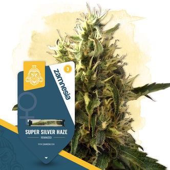 Super Silver Haze (Zamnesia Seeds) féminisée