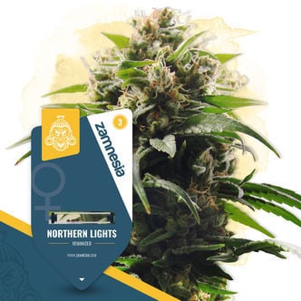 Northern Lights (Zamnesia Seeds) féminisée 