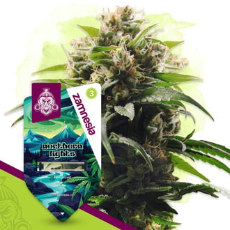 Northern Lights (Zamnesia Seeds) f&eacute;minis&eacute;e 