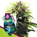 Northern Lights (Zamnesia Seeds) féminisée 