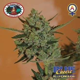 Blue Cheese Auto (Big Buddha Seeds) féminisée