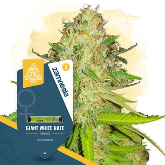 Giant White Haze (Zamnesia Seeds) féminisée