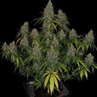 Choco Haze (Zamnesia Seeds) féminisée